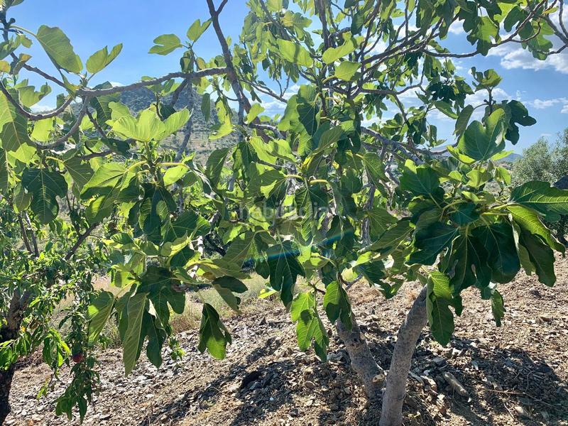 Foto fab3cf31-0b92-4165-8d12-29b976ccd02d. Chalet avec parking dans Almogía