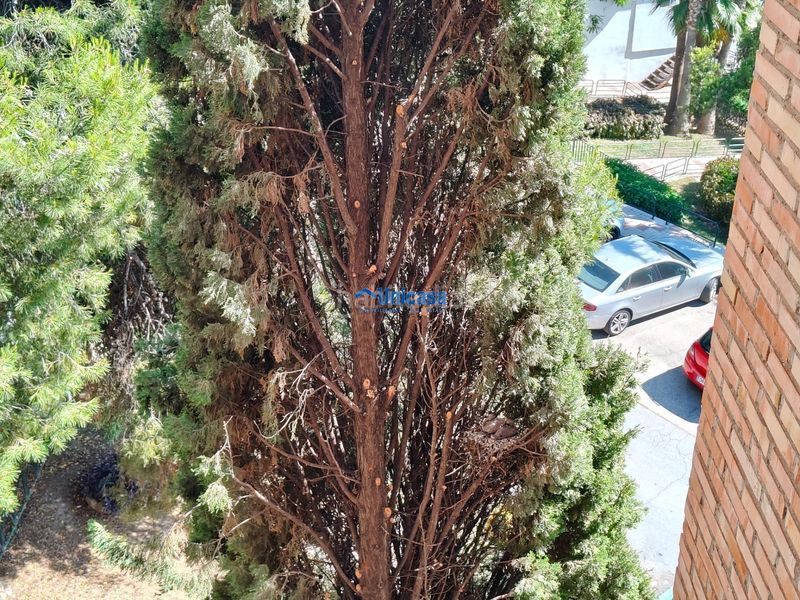 Foto 48f8d71f-46a1-4374-8609-fb79717dd997. Pis a alegría de la huerta- jardín de Málaga Málaga