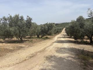 Nau industrial a Diseminado Poligono 169 29