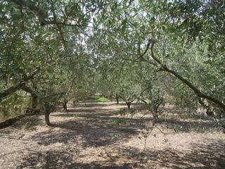 Xalet a Alforja