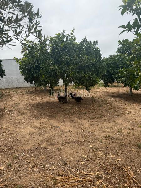 Foto 685f34b3-818e-4238-9b27-20d7aa6701bb. Chalet mit parking pool in Cuatro Pinos - El Carmen Puerto de Santa María (El)