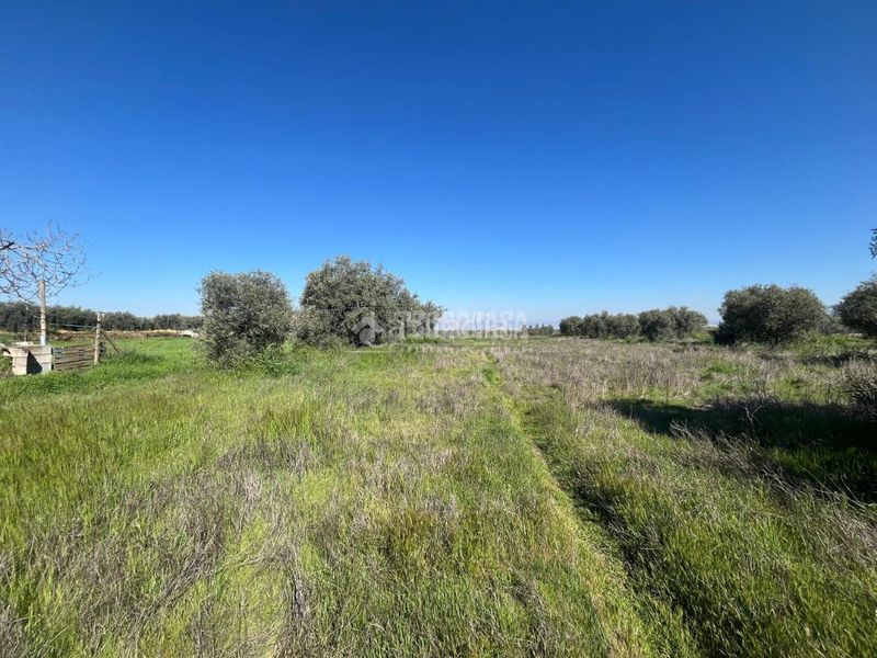 Foto 6b55cf2c-fa71-47d7-b002-e4875df03e1d. Finca rústica a Carretera de Granada-La Alcazaba Alhendín