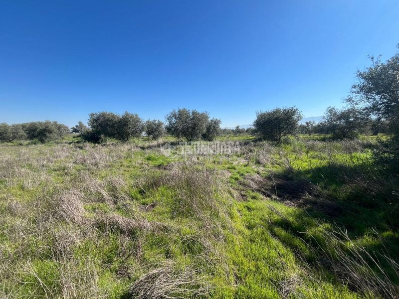 Foto be635b11-939f-4b98-85f5-a40698d7d495. Finca rústica a Carretera de Granada-La Alcazaba Alhendín