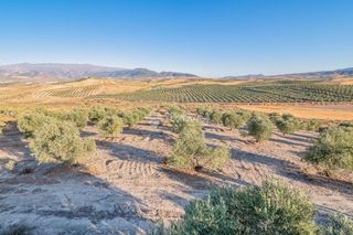 Finca rústica a Ayuntamiento