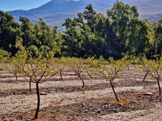 Finca rústica a A-348 9. Gran oportunidad finca en órgiva