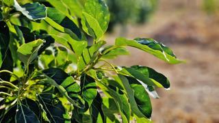 Finca rústica a Vélez de Benaudalla. Finca de aguacutes y cortijo
