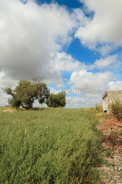 Foto dd4947ef-2dae-4172-9b88-11511dd7dc14. Fondo rustico in El Rocío - La Milagrosa Jerez de la Frontera