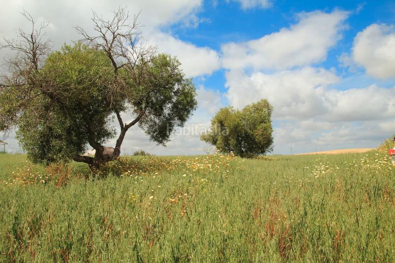 Foto cbbfca0f-cbb8-4590-8f90-7675ffe51856. Finca rústica en El Rocío - La Milagrosa Jerez de la Frontera