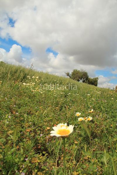 Foto ec2e33d6-a80e-4a27-a646-93ea7321d0fa. Finca rústica en El Rocío - La Milagrosa Jerez de la Frontera