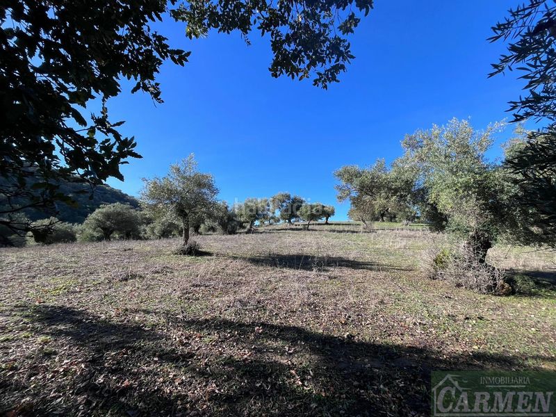 Foto 09ed5c1a-1cdd-46e5-9d18-f4d1af94c93b. Masia a Bosque (El)
