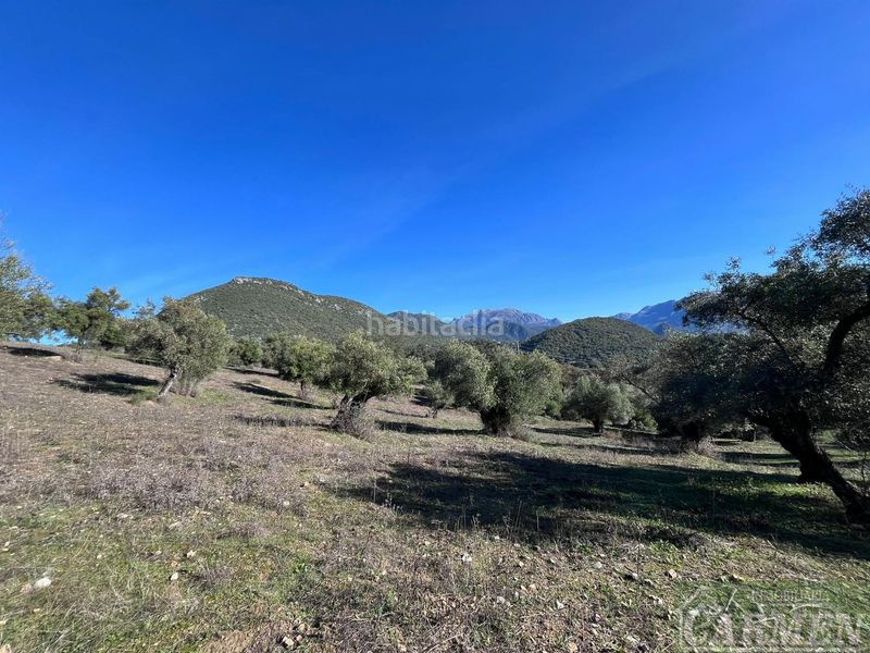 Foto 1c4cde2f-3f51-4c6b-aab6-56fc0f70d5df. Masia a Bosque (El)