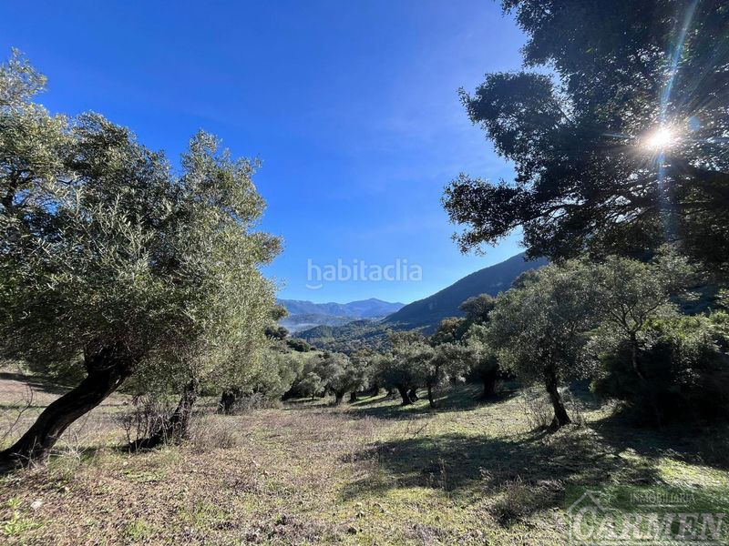 Foto 54efcaf9-bb96-41d6-8e0e-cf0a1733ee4f. Masia a Bosque (El)