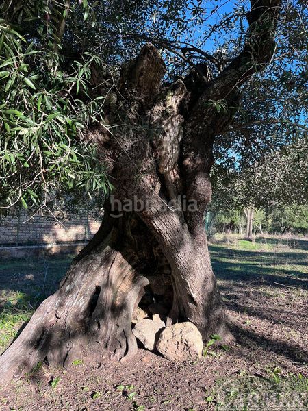 Foto 6b6c2cef-5b18-499a-88d9-7f76d3fb5d7d. Masia a Bosque (El)