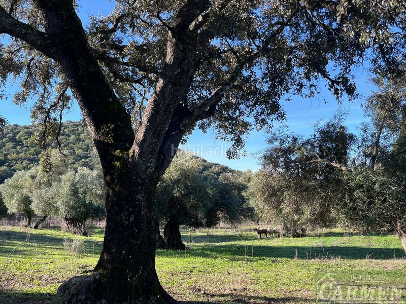 Foto 7f4447f2-abe5-44b0-9142-74fd09cbc76a. Masia a Bosque (El)