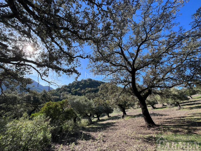 Foto ed958ebd-354a-431b-a72c-a3035cc28a0b. Masia a Bosque (El)