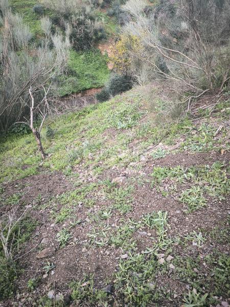 Foto 4ce461fd-6d2e-4b58-b9d0-cb2eaabebcef. Finca rústica a Almogía