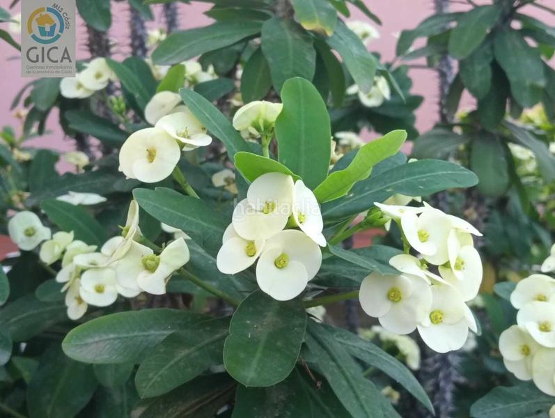 Foto eadc082d-a8e5-4aac-9144-708047f18ec1. Pis amb aparcament piscina a La Reconquista - El Rosario Algeciras