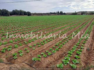 Maison à Huércal - Overa. Invierte en productividad! finca de 14,000 m lista para cultivar