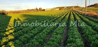 Haus in Huércal - Overa. Invierte en productividad! finca de 14,000 m lista para cultivar