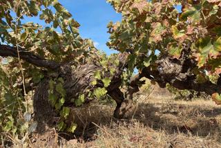Fondo rustico in Centro