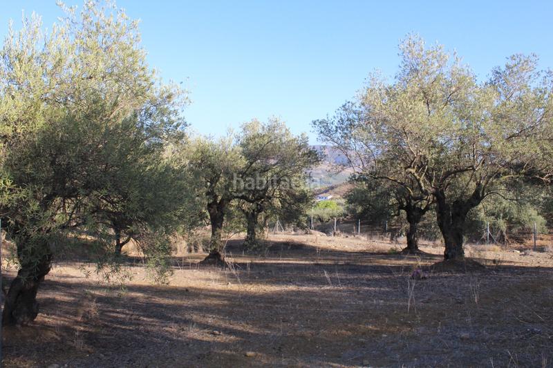 Foto 0f034a9b-099b-478c-8d9f-ce30d186d604. Finca rústica a Álora