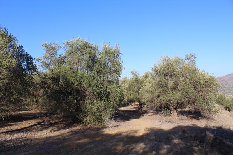 Foto 0f09a764-ca63-43a7-a326-26c0d1925829. Finca rústica a Álora