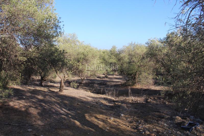 Foto 1c25ba0c-89fe-4877-a921-825ee0fada68. Finca rústica a Álora