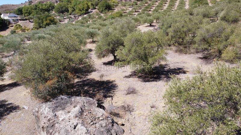 Foto 28fafa99-dd27-4456-8423-8e596bf7dbf7. Finca rústica a Álora