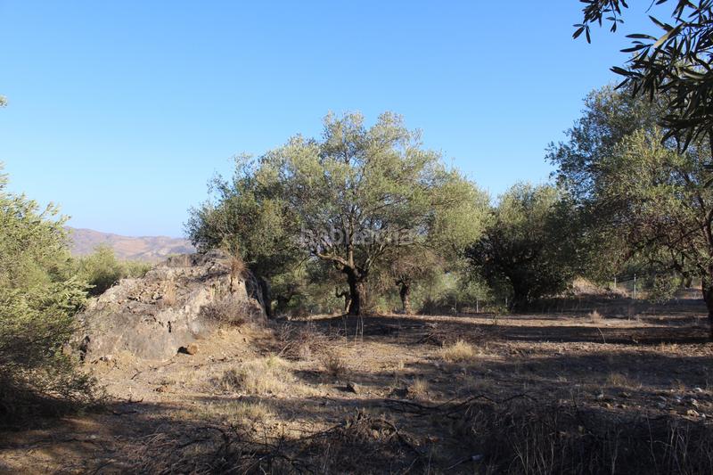 Foto 2e609114-422b-421f-acca-c843496fbad3. Finca rústica a Álora