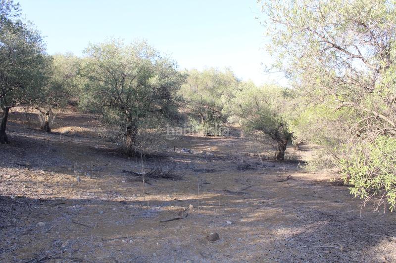 Foto 320f6299-ed76-4320-ade4-fdc278a21985. Finca rústica a Álora