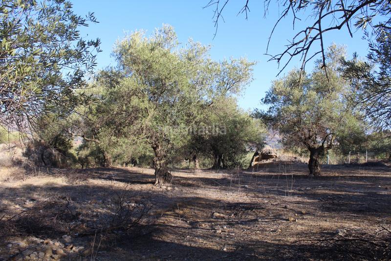 Foto 3a4e6226-0d1e-4be0-8cac-82ce9719e732. Finca rústica a Álora