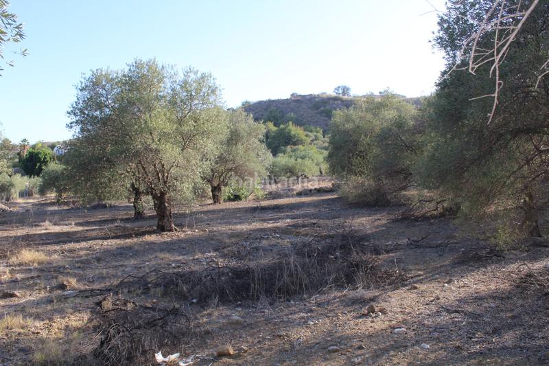 Foto 590f6904-528c-4657-8ec9-537eeb92dcbe. Finca rústica a Álora