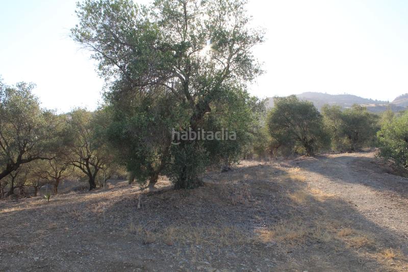 Foto adfbeb8f-1e50-4309-9d5b-b232837c486a. Finca rústica a Álora