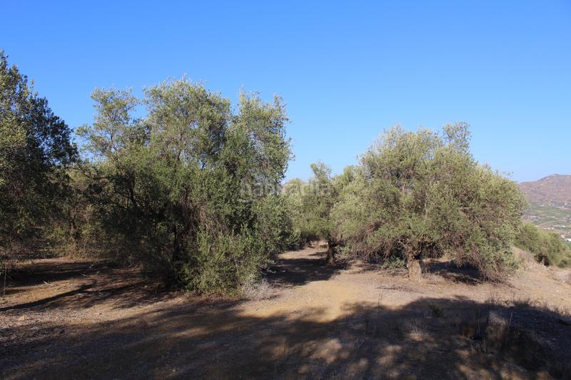 Foto fccfb13b-48d7-40df-9d72-81dfe8f2942a. Finca rústica a Álora