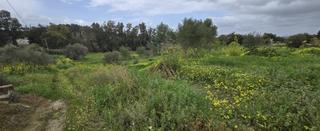 Finca rústica a Cártama. Parcela en venta en villafranco del guadalhorce