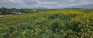 Finca rústica a Cártama. Parcela en venta en villafranco del guadalhorce