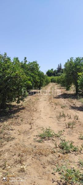 Foto 2d5b91fc-99e9-496b-bb01-df8282f3f168. Finca rústica a Centro Alhaurín el Grande
