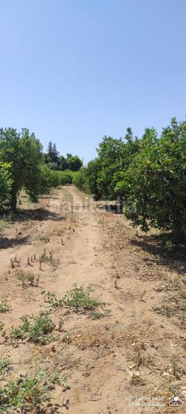 Foto ed2eec0c-e750-42d6-8b9e-cf2018ebd6f3. Finca rústica a Centro Alhaurín el Grande