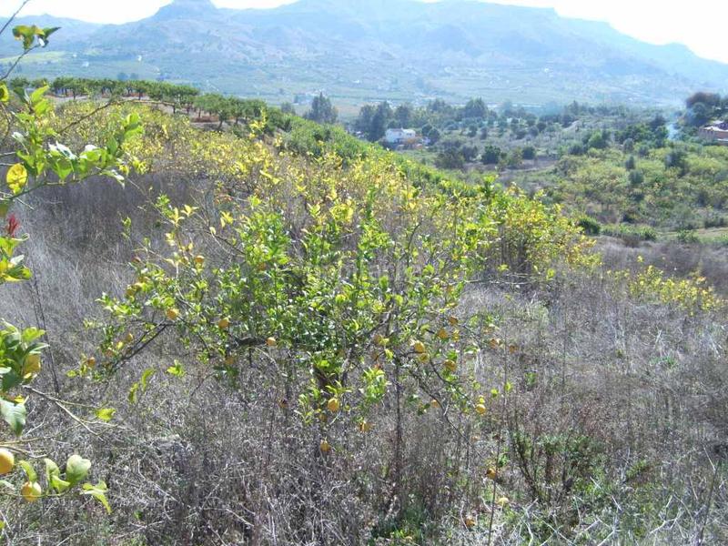 Foto e80f787a-95c0-4032-80ff-bf0f865610b5. Finca rústica a Álora