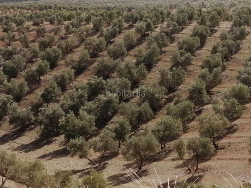 Foto 6773323e-3a86-4542-9b20-a853ef13e931. Finca rústica finca con olivos en producción en Campillos