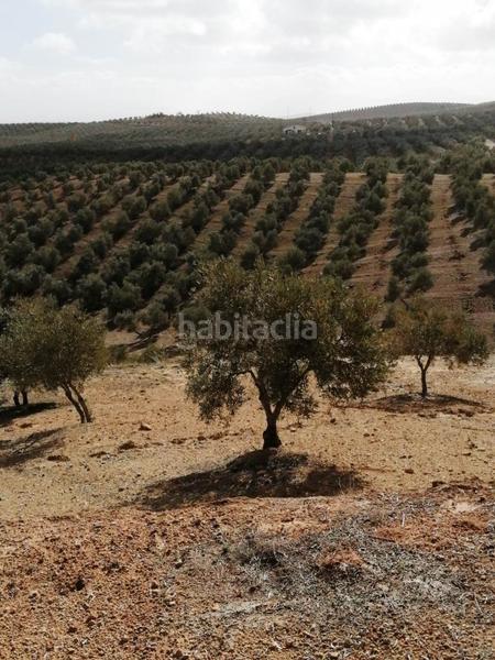 Foto 68d75f64-f69a-43e8-9e49-470c24a07afb. Finca rústica finca con olivos en producción en Campillos