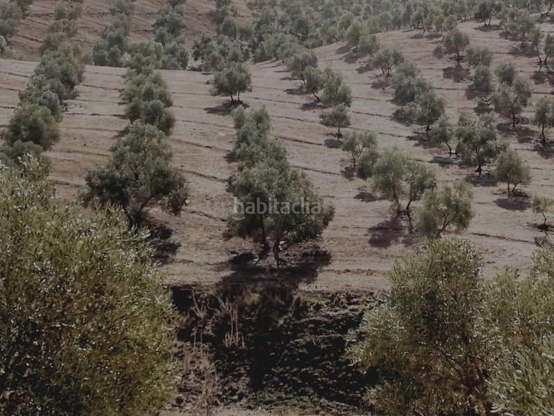 Foto 708dc746-e41c-4c36-858e-8e1fd231042f. Finca rústica finca con olivos en producción en Campillos