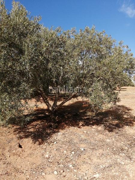 Foto 83527c05-f43b-42ba-af27-50097fbb6514. Finca rústica finca con olivos en producción en Campillos