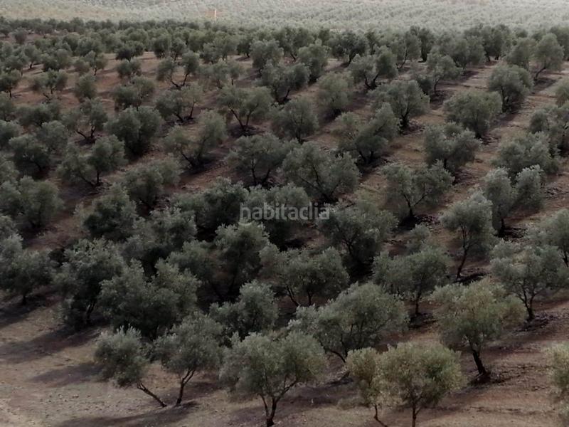 Foto de0cba27-1867-436f-8b81-406bd18df195. Finca rústica finca con olivos en producción en Campillos