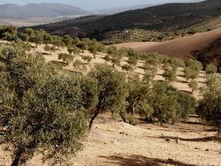 Finca rústica a Campillos. Finca con olivos en producción