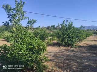 Finca rústica a Villafranco del Guadalhorce. Finca con limoneros en producción en cartama