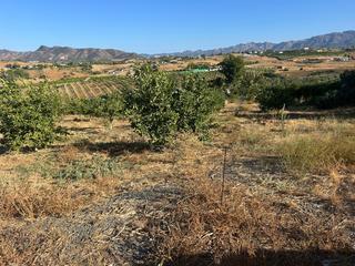 Fondo rustico in Cártama. Finca con limoneros en producción en cartama
