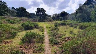 Landgut en Castao del Robledo. Bonita finca de 11 has. de castaos y alcornoques