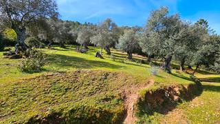 Finca rústica a Galaroza. Finca de 1,5 has en galaroza con ruina, manantial y buen acceso