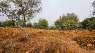 Propriété à Cabeza la Vaca. Finca de 2 has a las afueras de cabeza la vaca
